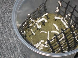 Silkiestogo Great Reptile Feeder tarafından 25+Canlı Besleyici İpek Solucanı ile 1 İpekböceği Bardağı Sadece Pazartesiden Salıya