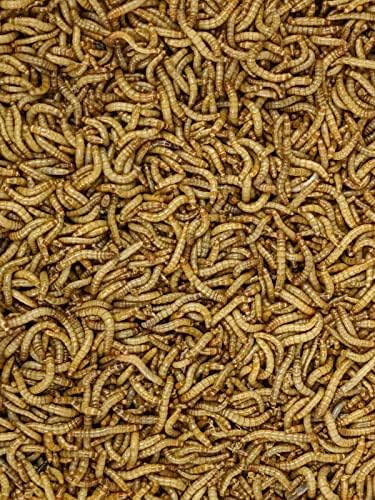 Canlı Solucanlar - 50 Canlı Mealworms Pet Kuş Yemi, Sürüngen, Kertenkele Gıda Canlı Yemek Solucan Kurtçukları Besleyici BİLUXO