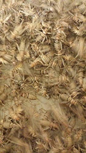 Canlı Cırcır Böcekleri-500 Sayım Orta 1/2 Dökme Besleyiciler